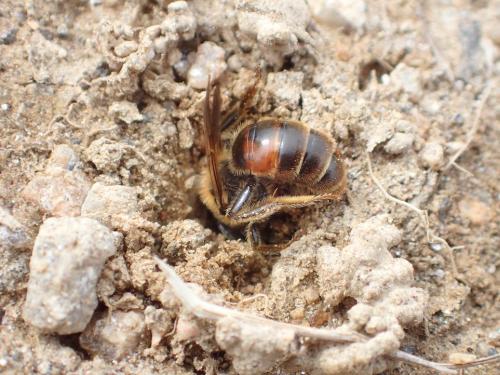 Andrena sp.